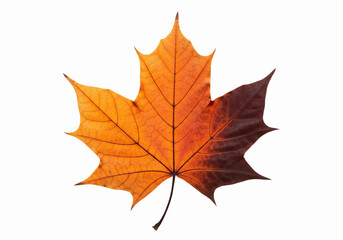 Fototapeta premium Autumn Maple Leaf in Color Transition Isolated on White Background