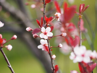 春の花　ベニバスモモ