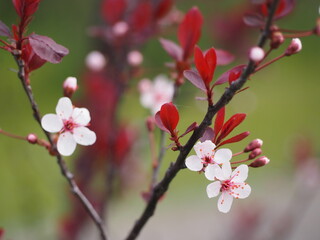 春の花　ベニバスモモ