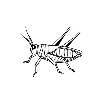 black and white grasshopper insect clip art preview