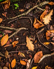 Fototapeta premium Abstract Overhead View of Brown Leaves and Twigs on Dark Earthy Ground