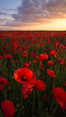 Obraz premium Vibrant red poppies field at sunset golden hour sky with clouds scenic nature beauty