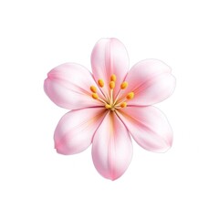 Obraz premium frangipani flower isolated on white