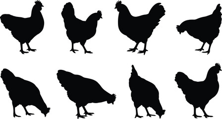 Chicken silhouette, hen vector illustration, poultry bird design, farm animal graphic, agriculture element, domestic livestock art, organic food, countryside farming symbol