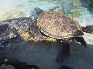 A Hawaiian Green Sea Turtle. ハワイのシンボル、アオウミガメ。
