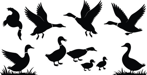 Duck silhouettes flying, walking, swimming, duck family with ducklings, wild waterfowl vector illustration, bird shapes, nature wildlife animal design