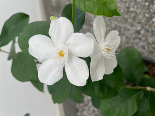 White angel flowers