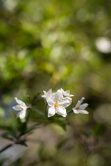 white flowers in the garden with green background, isolated