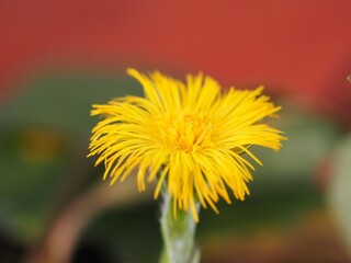 黄色い花　フキタンポポ