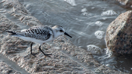 Juvenile Sanderling walking along coastal rocks at the shoreline