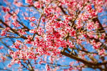 Beautiful pink flower and cherry blossoms