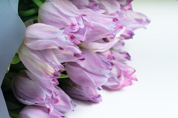 Vibrant purple tulips framed by a decorative floral edge on a bright white background. A charming image for seasonal promotions, blogs, and creative projects.