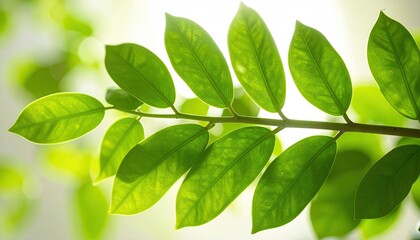 Glossy Green Leaves in Sunlight, Close-up Botanical Image