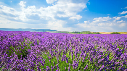 Fototapeta premium Blooming Lavender Field Under Blue Sky