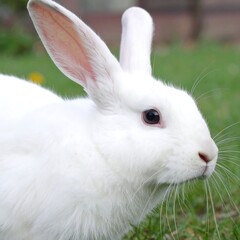 Close-up of a white rabbit in grass