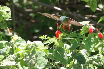 colibríes