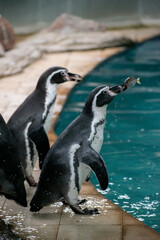 Obraz premium Black - footed Penguins, Jackass, Penguins , African penguins