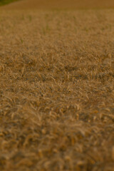 A serene view of a ripening wheat field, showcasing golden waves swaying gently in the breeze. A perfect capture of nature's bounty and agricultural beauty.