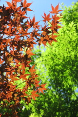 青空に透けるもみじの光景5