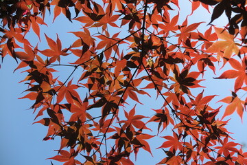 青空に透けるもみじの光景4