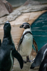 Obraz premium Black - footed Penguins, Jackass, Penguins , African penguins