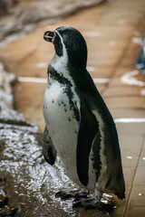 Black - footed Penguins, Jackass, Penguins , African penguins