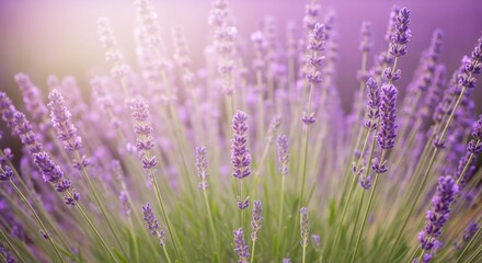 Obraz premium Close up of delicate purple lavender flowers with soft focus and bokeh effect isolated on white background