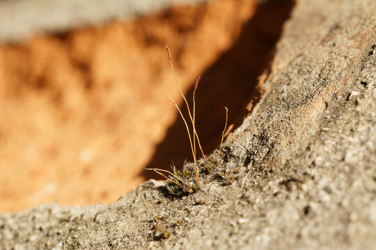 moosstrauch an Stein