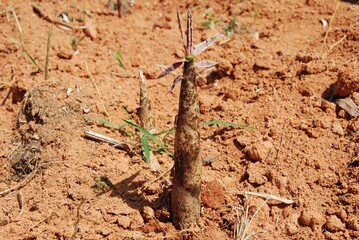 Phyllostachys bambusoides, called Wangdae in Korea, is a giant bamboo with long internodes and hairy leaf sheaths. It has dense foliage and is used for timber, crafts, and landscaping.