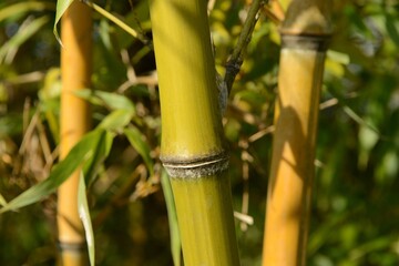 Fototapeta premium Phyllostachys bambusoides, called Wangdae in Korea, is a giant bamboo with long internodes and hairy leaf sheaths. It has dense foliage and is used for timber, crafts, and landscaping.