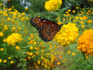 mariposa en una flor