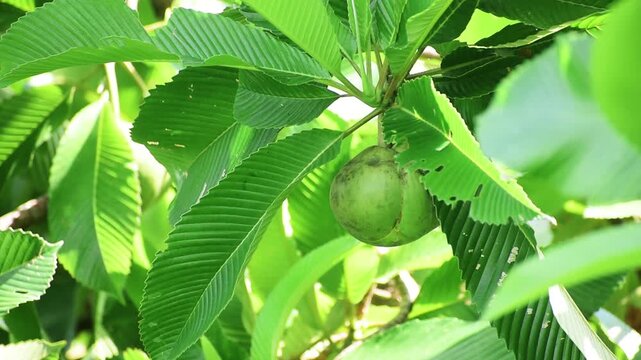 Elephant apple fruit close up. (Dillenia indica)