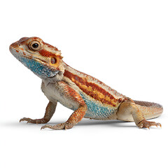 Fototapeta premium Agama lizard realistic detailed reptile isolated on transparent background