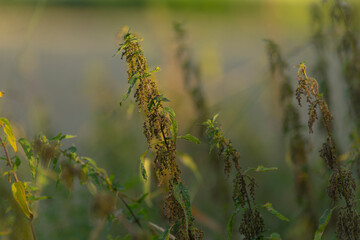 A serene close-up of delicate grass stalks swaying gently in the soft evening light, capturing nature's beauty and tranquility.