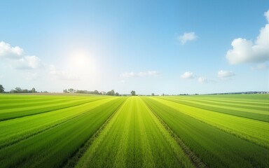 Open Farmland with Symmetrical Lines and Large Sky. High quality