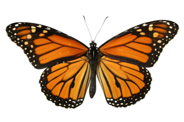 Monarch Butterfly isolated, isolated on transparent background