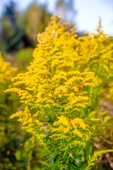 Obraz premium Goldenrod yellow flowers on a green natural background 