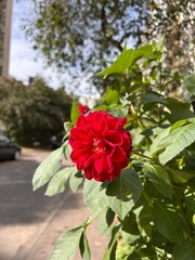 blooming red feathery dahlia in a flowerbed
