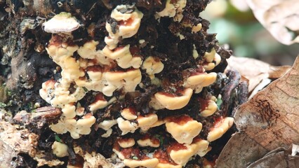 A group of wild mushrooms cluster covered tree trunk.