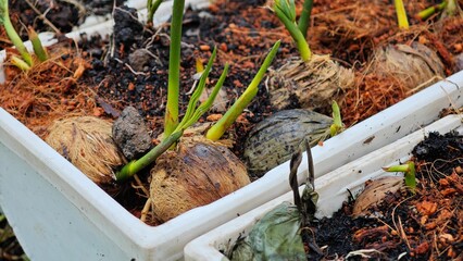 Young areca palm on nursery pot.