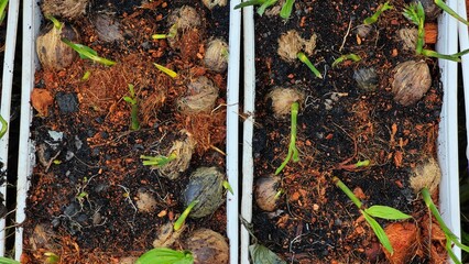 Young areca palm on nursery pot.