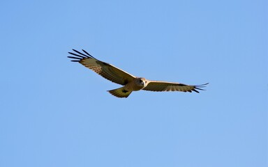 Fototapeta premium Pale Hawk in Flight Against a Blue Sky. High quality