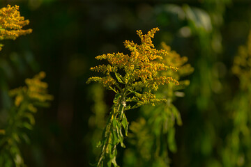 Vibrant yellow goldenrod flowers stand out against a blurred green background, showcasing nature's beauty during the blooming season.