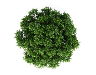 Obraz premium Full overhead view of a lush green tree