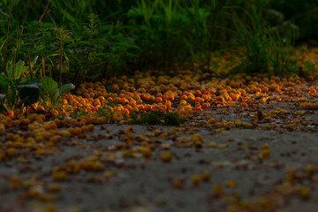 Vibrant orange and yellow leaves scatter across a pathway, surrounded by lush greenery, capturing the beauty of autumn.