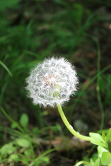 dandelion on green background