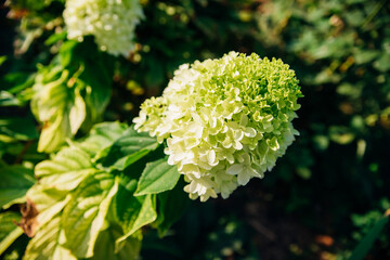 Green hydrangea flowers bloom in the garden, bright juicy leaves. Flower bed decoration.