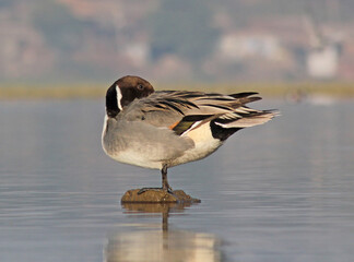 Pintail duck on water
