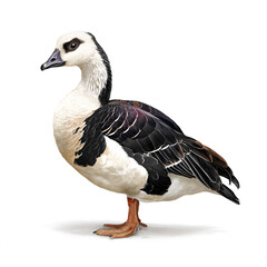Obraz premium Andean Goose female realistic detailed bird white isolated on transparent background