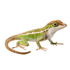 Naklejka premium Green Anole Lizard isolated on transparent background